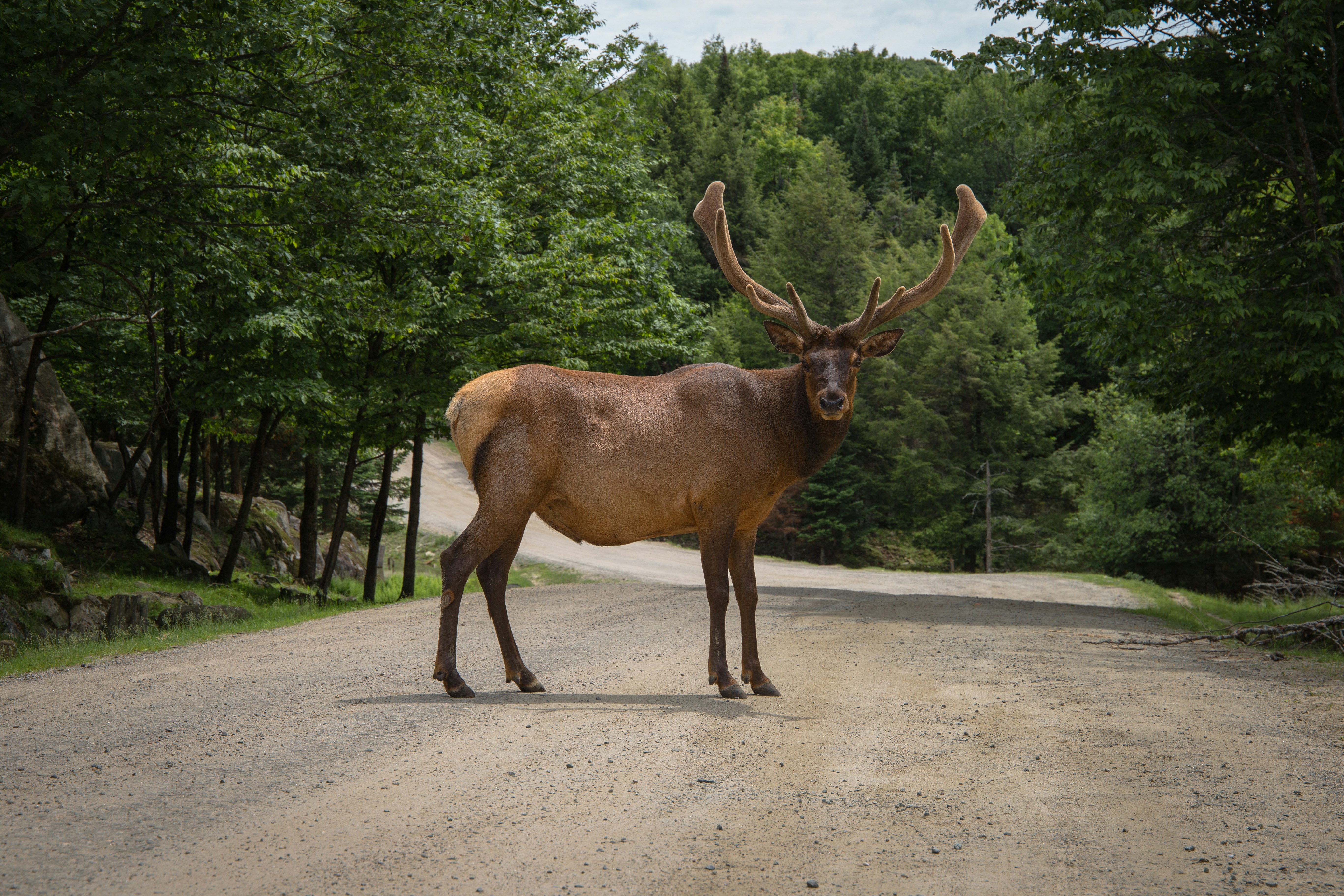 brown deer on brown land near trees